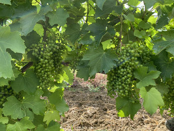 Grapes growing in vineyard