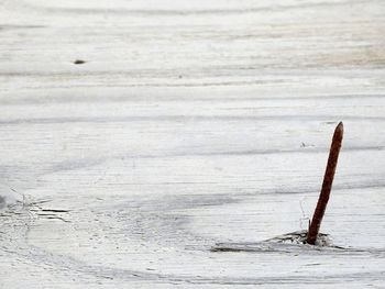 Close-up of sea shore