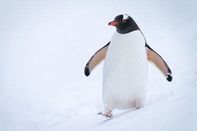 Gentoo penguin waddles down hillside in snow