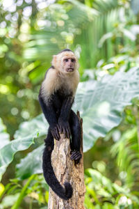 Close-up of monkey on tree