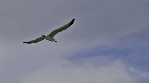 Low angle view of seagull flying in sky