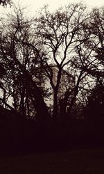 Silhouette of trees against sky