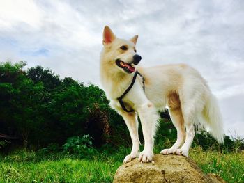 Close-up of dog on grass against sky