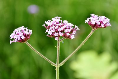 Close-up of pink flower