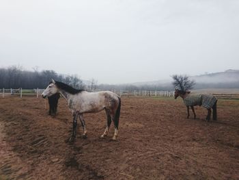 Horses on field against sky