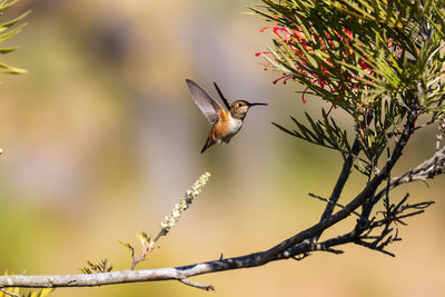 Low angle view of bird perching on tree