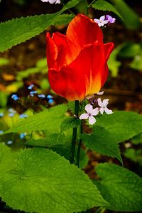 Close-up of red rose