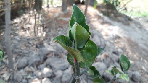 Close-up of plant growing outdoors