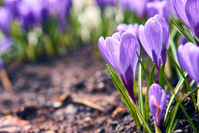 Close-up of purple crocus flowers on field