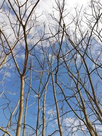 Low angle view of bare tree against clear blue sky