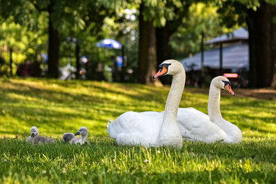 Close-up of swan on grass