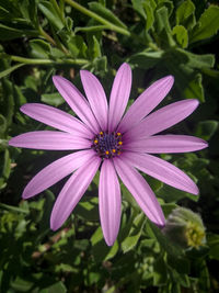Close-up of purple flower blooming outdoors