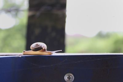 Snail on the walls fence