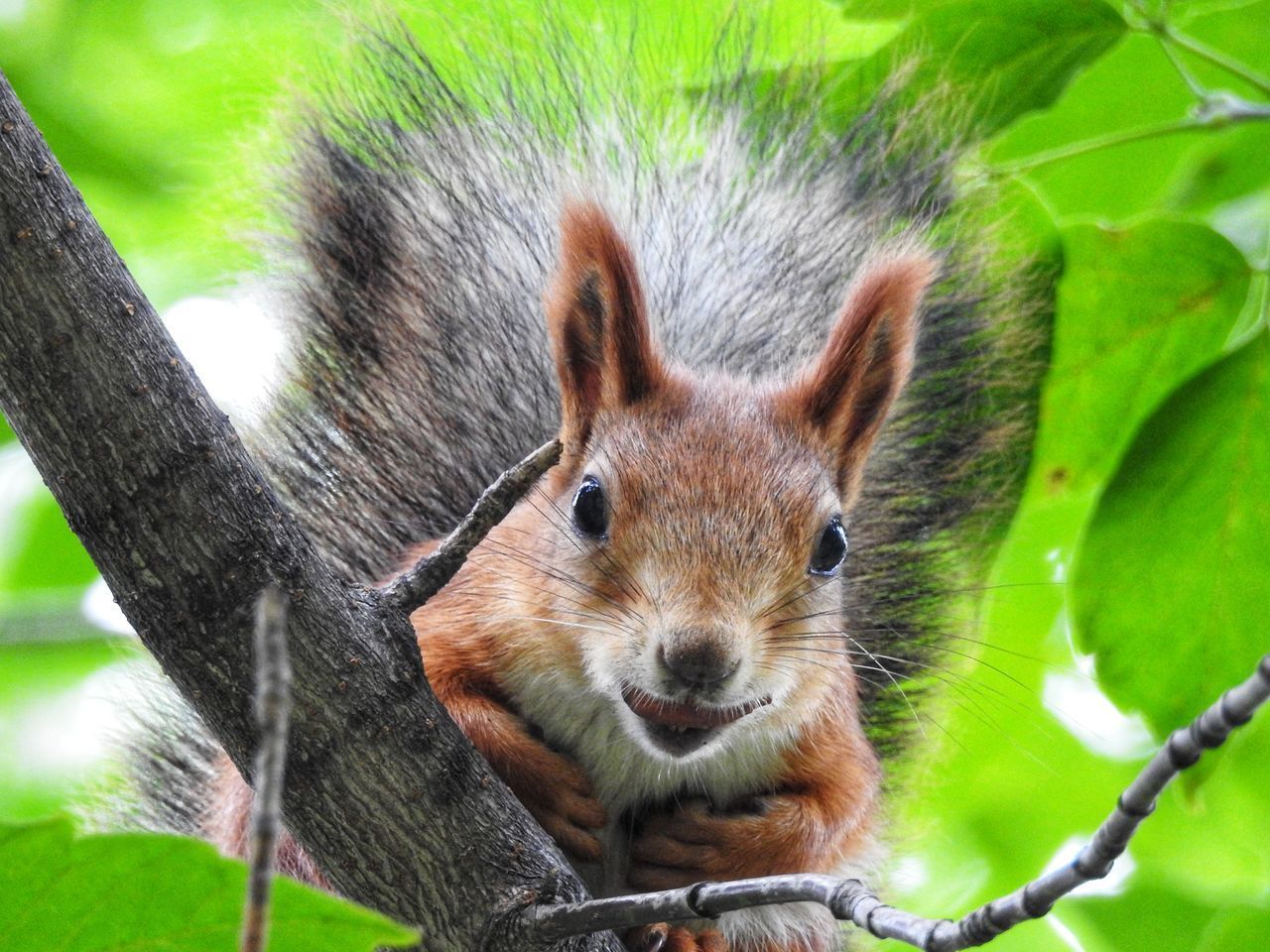 CLOSE-UP PORTRAIT OF A SQUIRREL