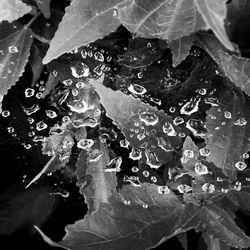 Close-up of raindrops on leaves