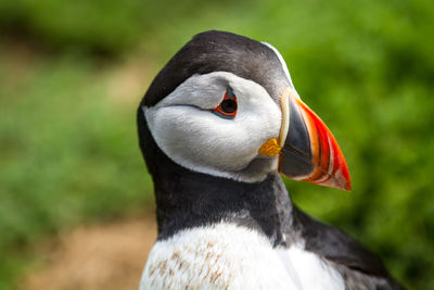 Close-up of a bird