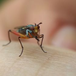 Close-up of insect on wood