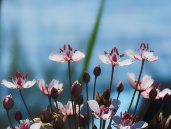 Close-up of pink flowering plants