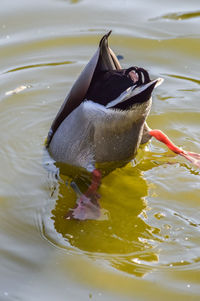 Close-up of duck swimming in lake