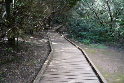 Empty boardwalk amidst trees in forest