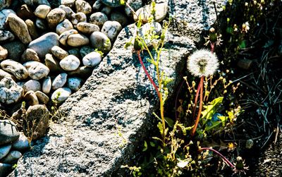 Plants growing on a field