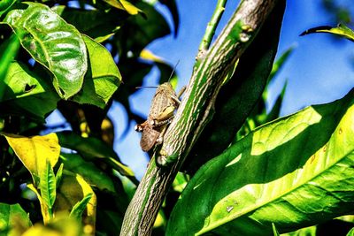 Close-up of lizard on plant