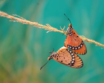Close-up of butterfly