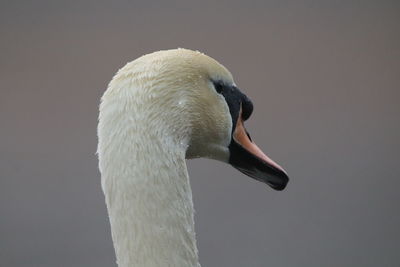 Close up of a swans head