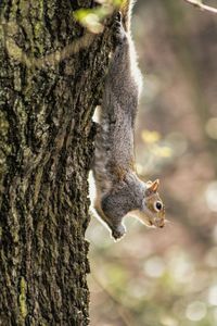 Close up of squirrel on tree trunk