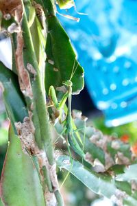 Close-up of insect on plant