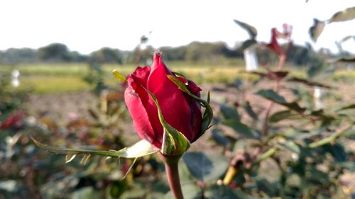 Close-up of red rose