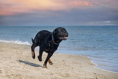 Dogs standing at beach against sky during sunset