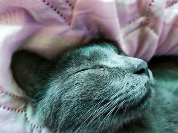 Close-up of cat sleeping