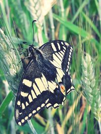 Close-up of butterfly pollinating flower