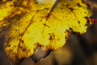 Close-up of yellow autumn leaf