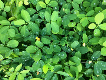 Full frame shot of wet plants