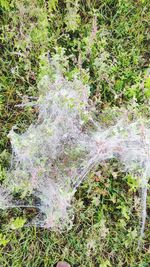 High angle view of trees growing on field