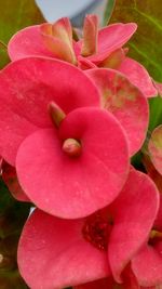 Close-up of pink flower blooming outdoors