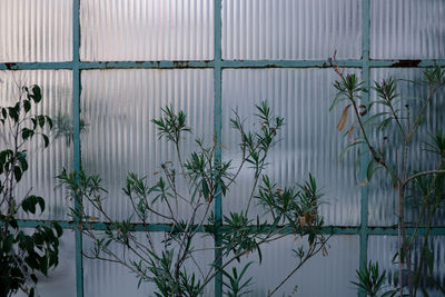 Plants growing in greenhouse