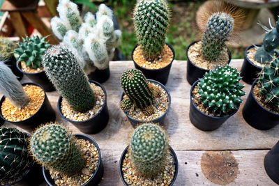 High angle view of succulent plants