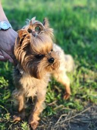 Portrait of dog sticking out tongue on field