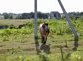 Horse running in field