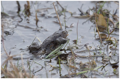 View of turtle in lake