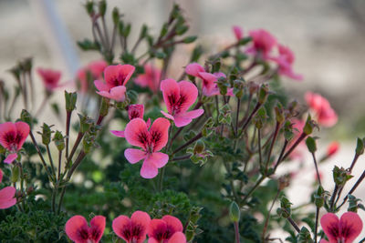 Close-up of pink flowering plants