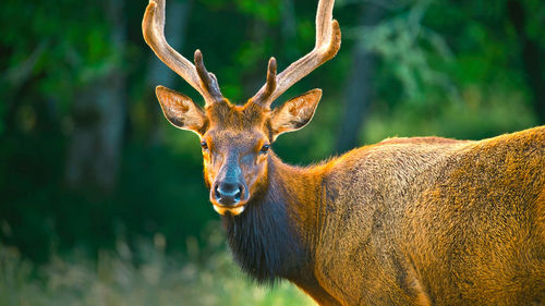 Close-up of deer