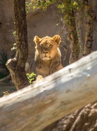 Portrait of lion by tree