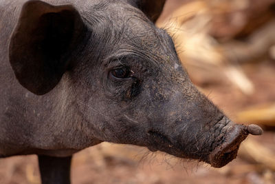 Close-up of an animal