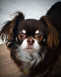 dog