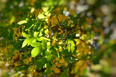 Close-up of fresh green leaves