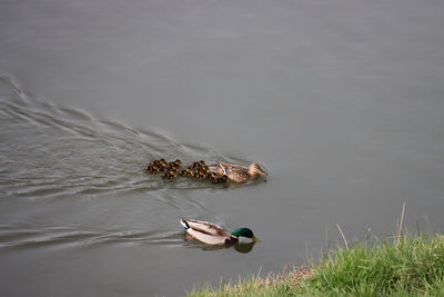 High angle view of duck swimming in lake